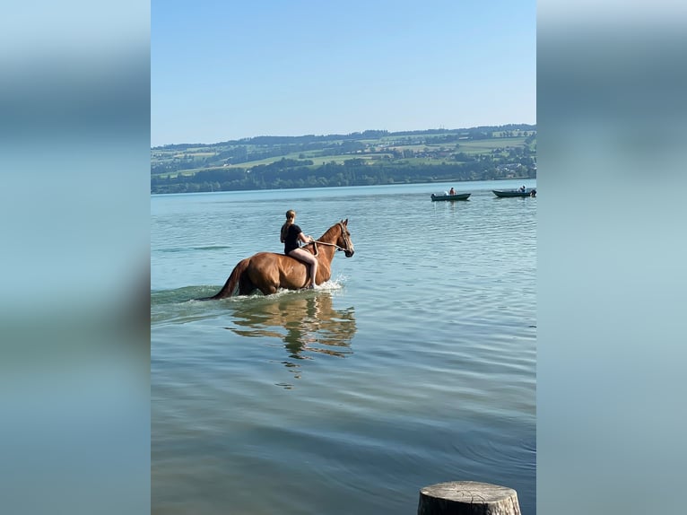 Zangersheider Stute 15 Jahre 175 cm Fuchs in Hintermoos