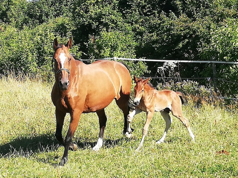 Zangersheider Stute 16 Jahre 162 cm Brauner in Rheinfelden
