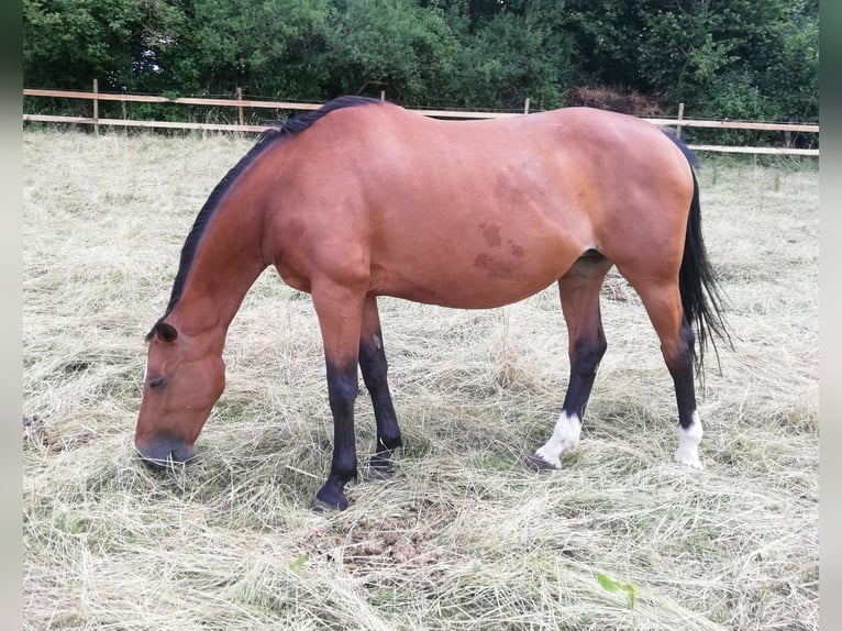 Zangersheider Stute 16 Jahre 162 cm Brauner in Rheinfelden