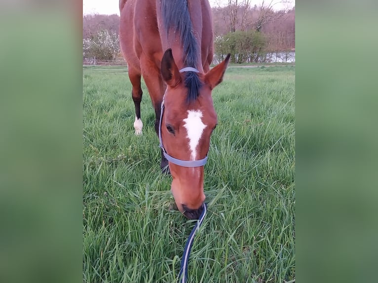 Zangersheider Stute 16 Jahre 162 cm Brauner in Rheinfelden