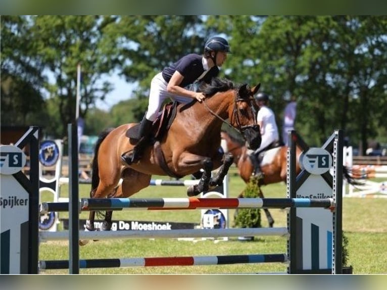 Zangersheider Stute 16 Jahre 164 cm Brauner in Veeningen