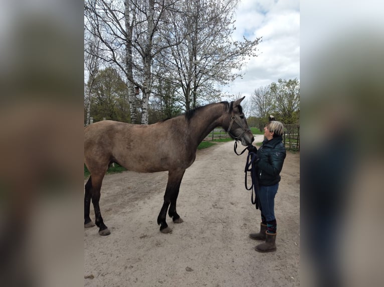 Zangersheider Stute 16 Jahre 168 cm Brauner in Ötigheim