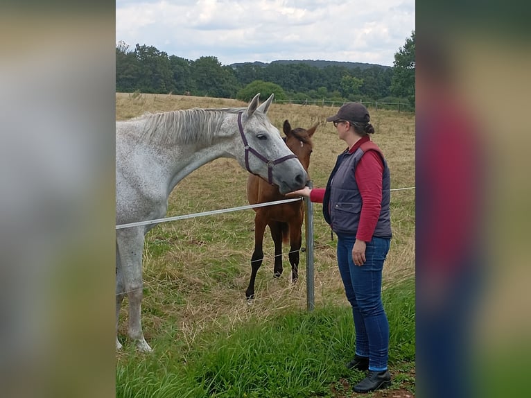 Zangersheider Stute 16 Jahre 170 cm Schimmel in Gleichamberg