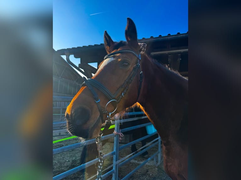 Zangersheider Stute 17 Jahre 162 cm Brauner in Neudrossenfeld