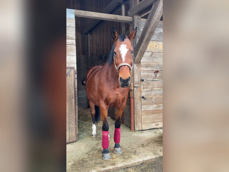 Zangersheider Stute 17 Jahre 162 cm Brauner in Neudrossenfeld