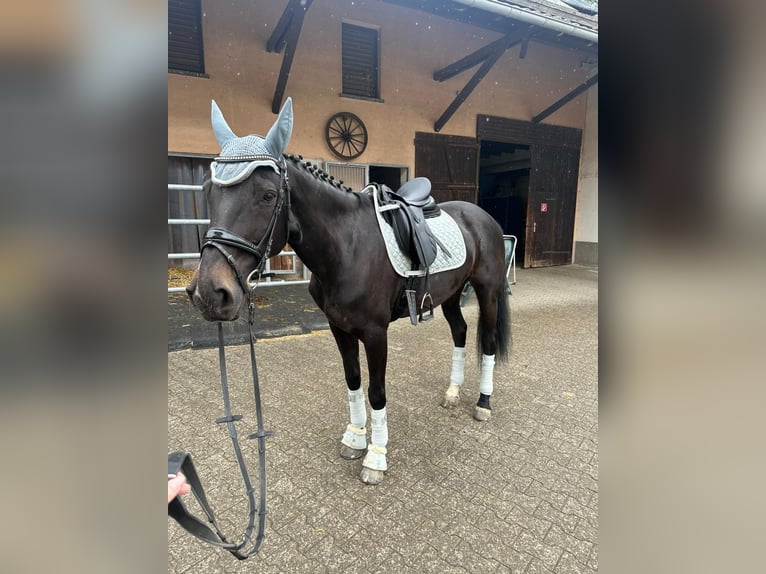 Zangersheider Stute 18 Jahre 165 cm in Grafschaft