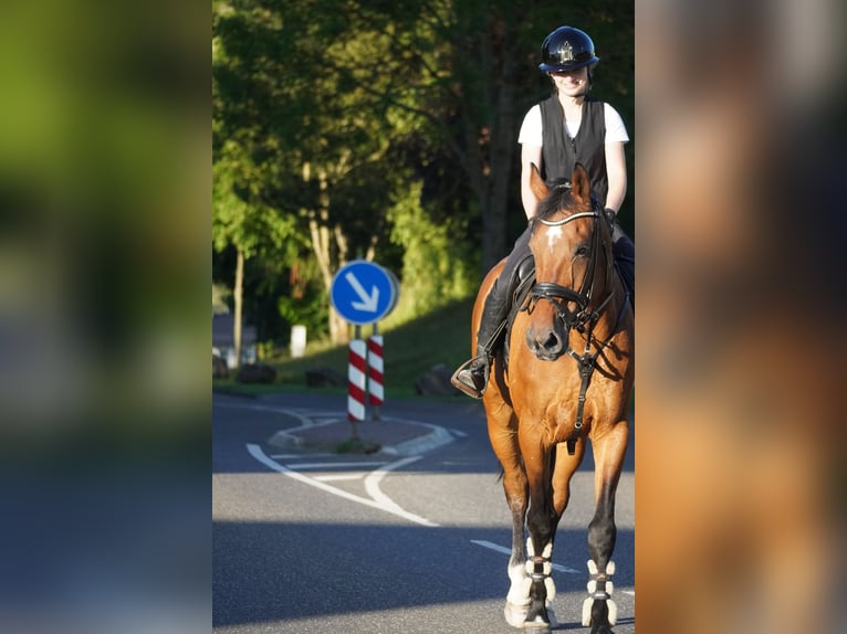 Zangersheider Stute 18 Jahre 170 cm Brauner in Nettersheim