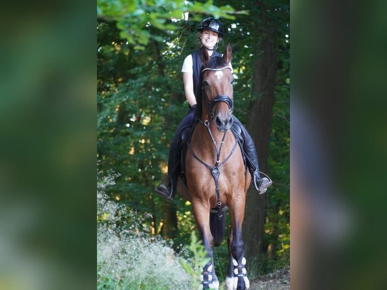 Zangersheider Stute 18 Jahre 170 cm Brauner in Nettersheim