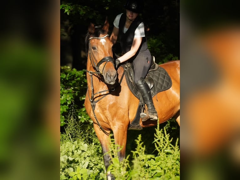 Zangersheider Stute 18 Jahre 170 cm Brauner in Nettersheim