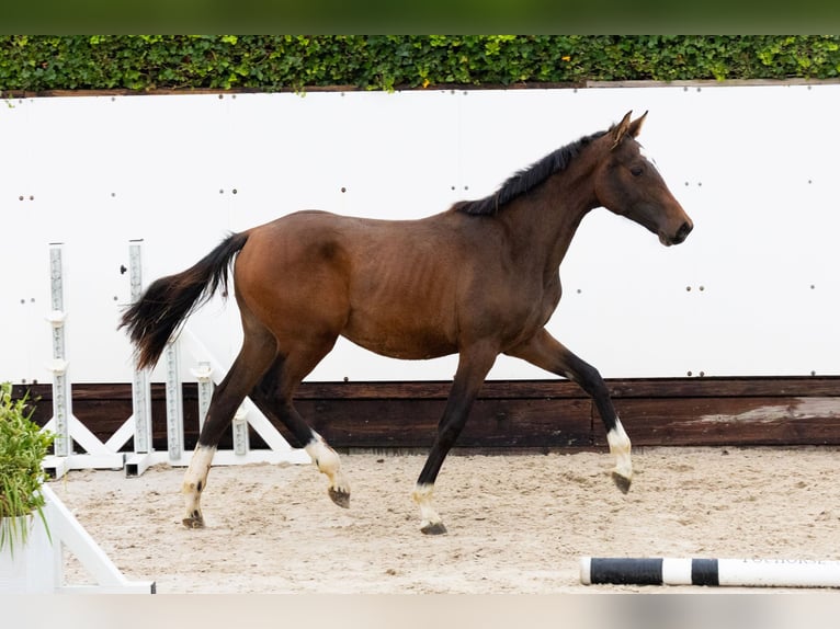 Zangersheider Stute 1 Jahr 145 cm Dunkelbrauner in Waddinxveen Zangersheider Stute 1 Jahr 145 cm Dunkelbrauner in Waddinxveen