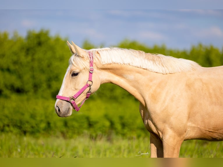 Zangersheider Stute 1 Jahr 157 cm Palomino in Fajs&#x142;awice