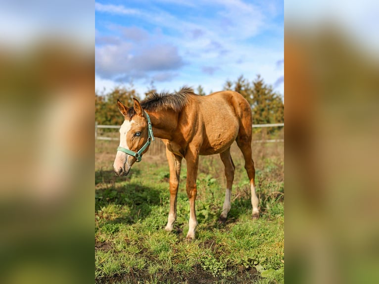Zangersheider Stute 1 Jahr 167 cm Buckskin in Złotów