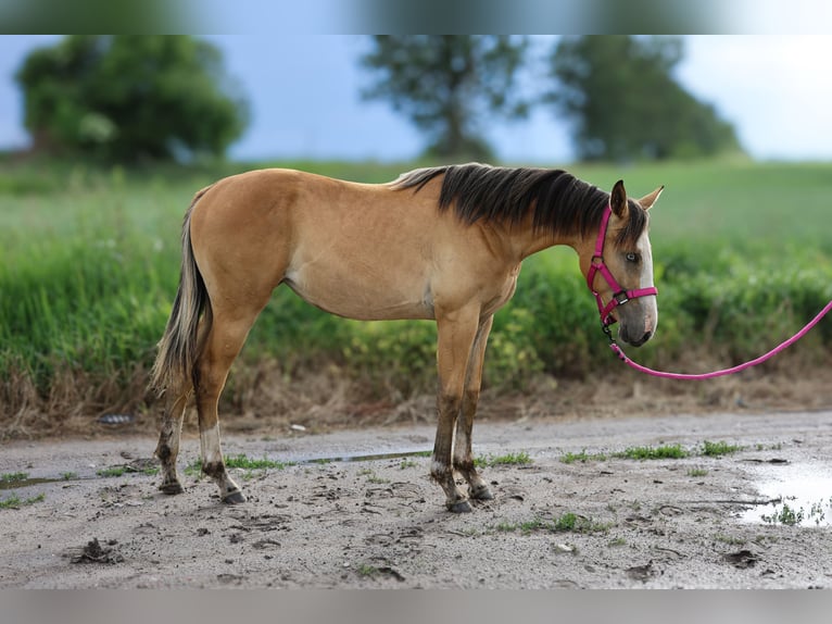 Zangersheider Stute 1 Jahr 167 cm Buckskin in Złotów