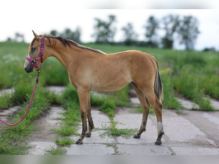 Zangersheider Stute 1 Jahr 167 cm Buckskin in Złotów