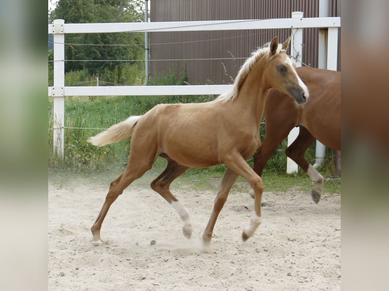 Zangersheider Stute 1 Jahr 168 cm Palomino in Borgentreich