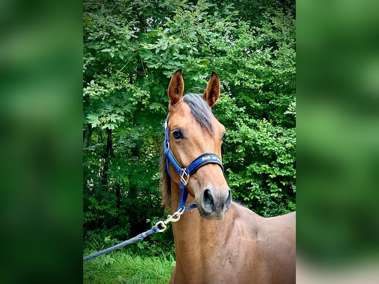 Zangersheider Stute 1 Jahr 170 cm Brauner in Brzyków
