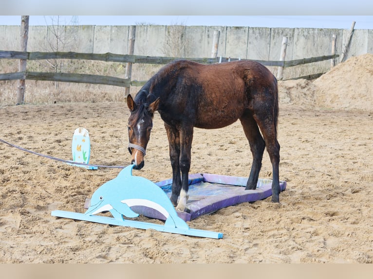 Zangersheider Stute 1 Jahr 170 cm Brauner in Złotów