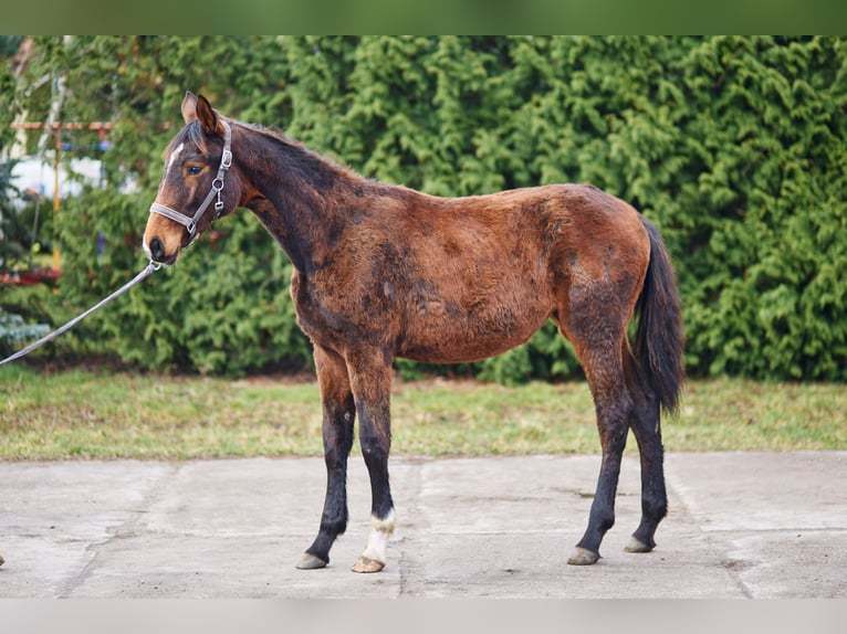 Zangersheider Stute 1 Jahr 170 cm Brauner in Złotów