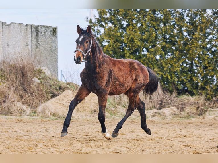 Zangersheider Stute 1 Jahr 170 cm Brauner in Złotów