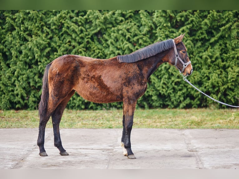 Zangersheider Stute 1 Jahr 170 cm Brauner in Złotów