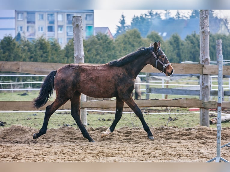 Zangersheider Stute 1 Jahr 170 cm Brauner in Złotów