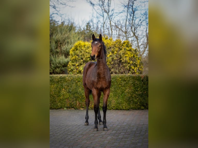 Zangersheider Stute 1 Jahr 170 cm Brauner in Włocławek