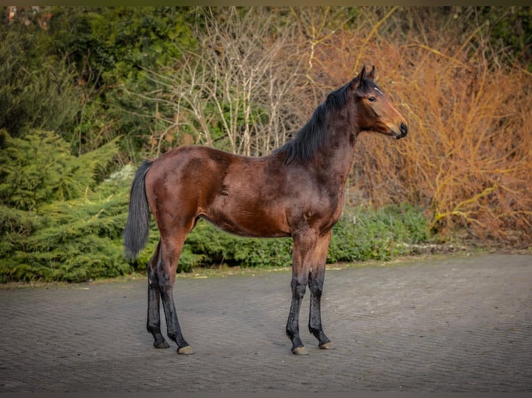 Zangersheider Stute 1 Jahr 170 cm Brauner in Włocławek