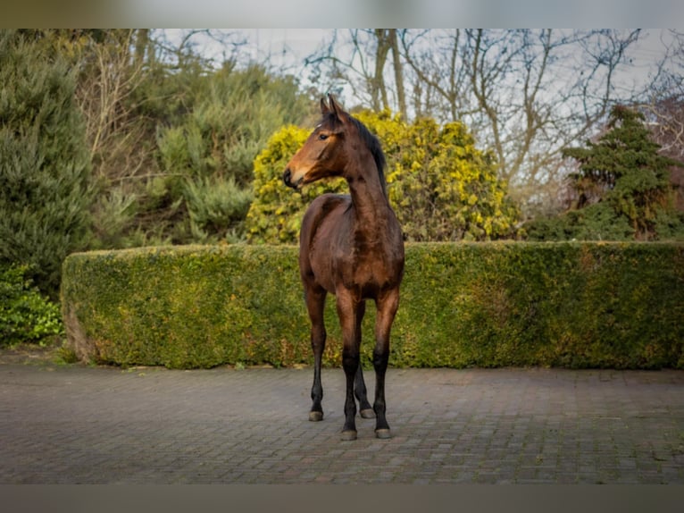 Zangersheider Stute 1 Jahr 170 cm Brauner in Włocławek
