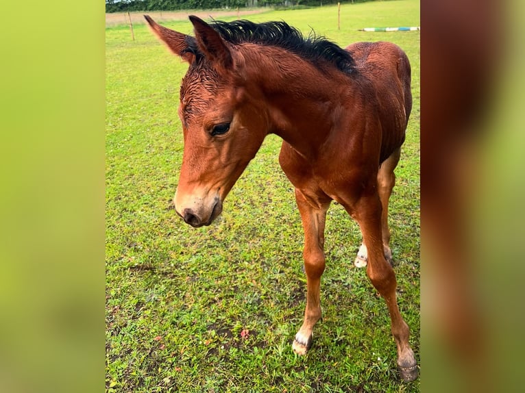Zangersheider Stute 1 Jahr 170 cm Dunkelbrauner in Hjallerup