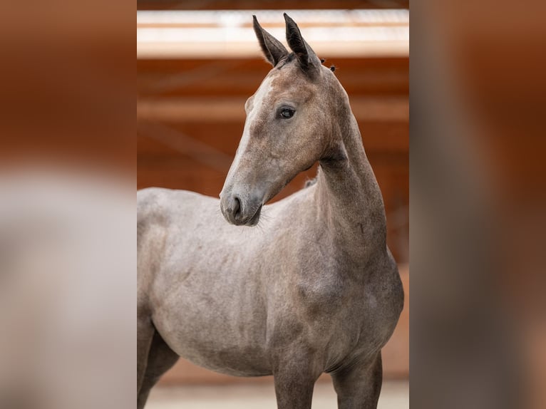 Zangersheider Stute 1 Jahr 175 cm Apfelschimmel in Bobrowice