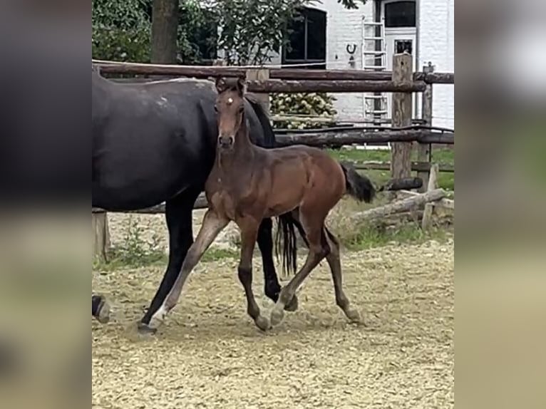 Zangersheider Stute 1 Jahr Dunkelbrauner in Kevelaer