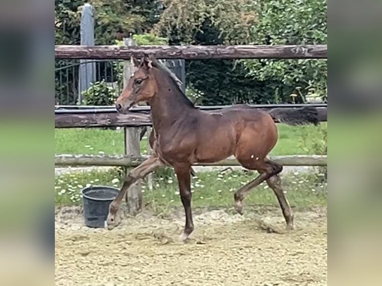 Zangersheider Stute 1 Jahr Dunkelbrauner in Kevelaer