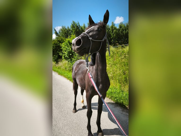 Zangersheider Stute 1 Jahr Rappe in Trze&#x15B;ni&#xF3;w