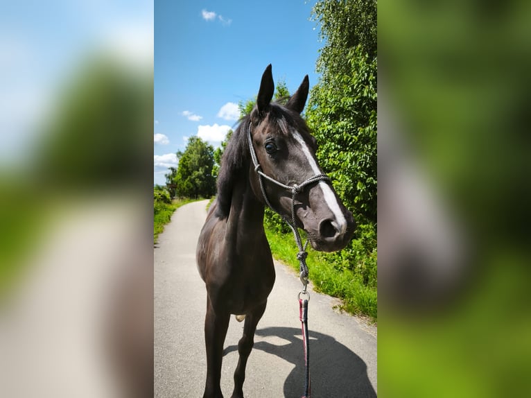 Zangersheider Stute 1 Jahr Rappe in Trze&#x15B;ni&#xF3;w