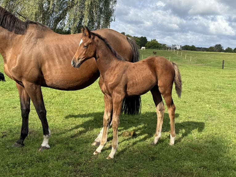 Zangersheider Stute 1 Jahr Rotbrauner in Świetakowo