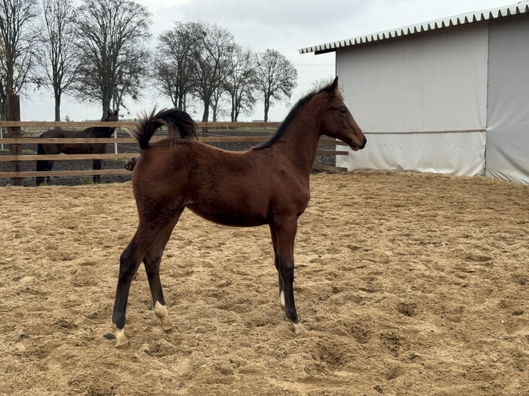 Zangersheider Stute 1 Jahr Rotbrauner in Świetakowo