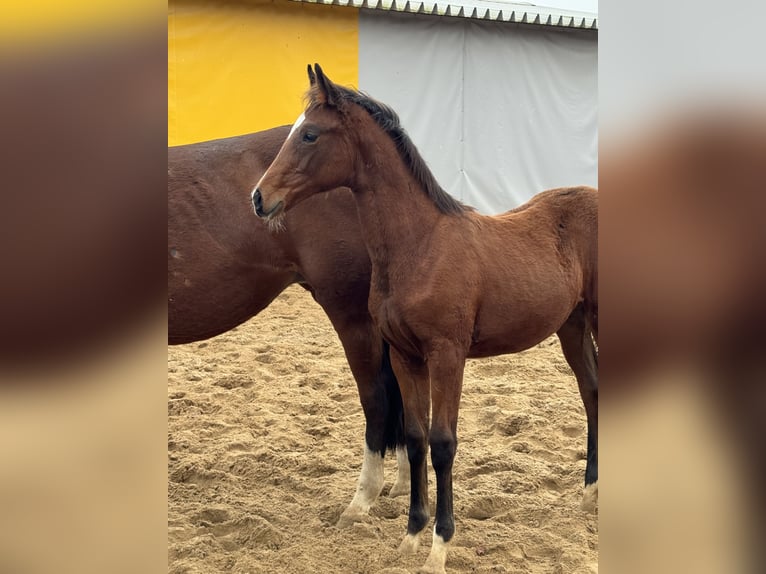 Zangersheider Stute 1 Jahr Rotbrauner in Świetakowo