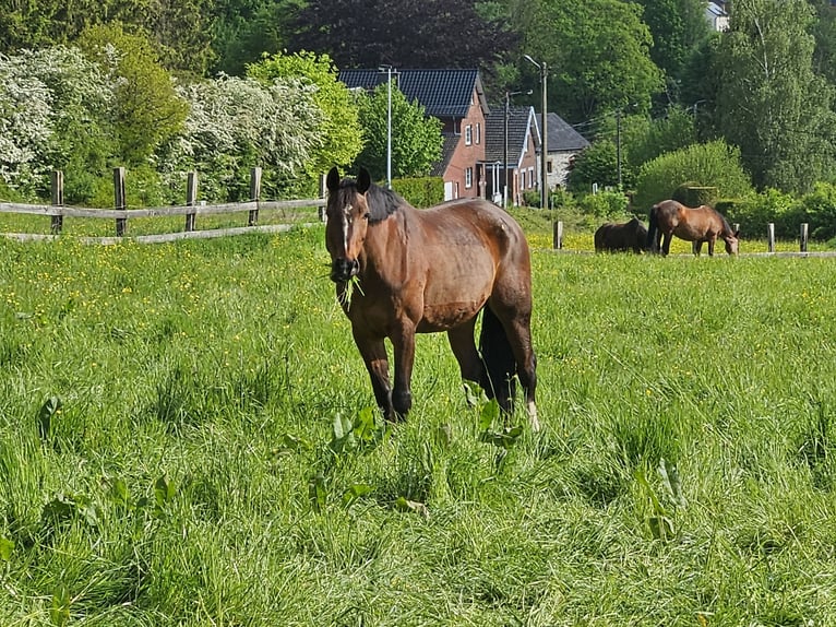 Zangersheider Stute 21 Jahre 165 cm Brauner in Kelmis