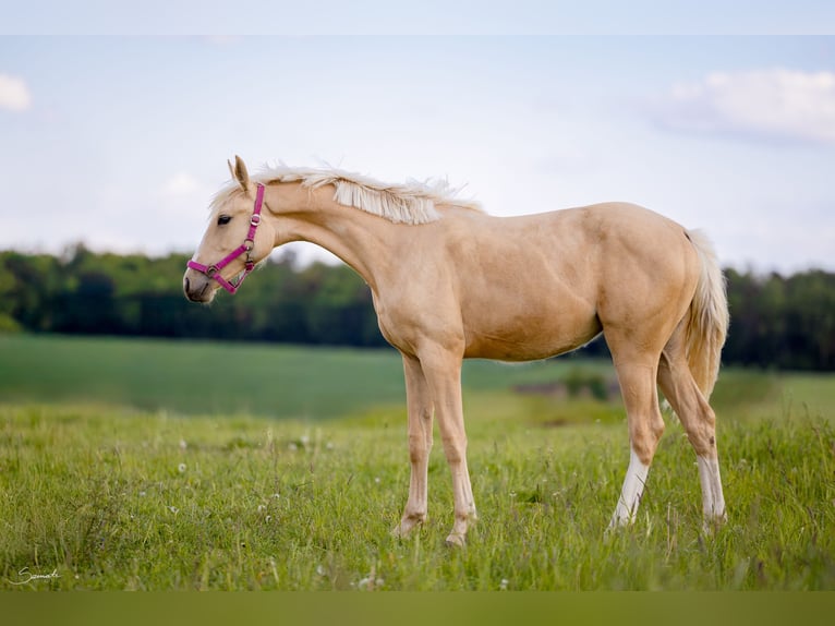 Zangersheider Stute 2 Jahre 157 cm Palomino in Fajsławice