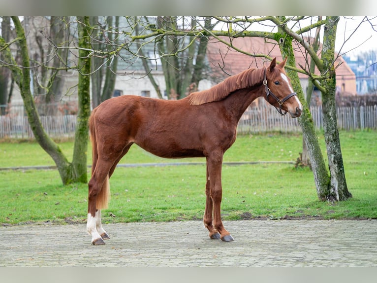 Zangersheider Stute 2 Jahre 159 cm  in GROTE-BROGEL