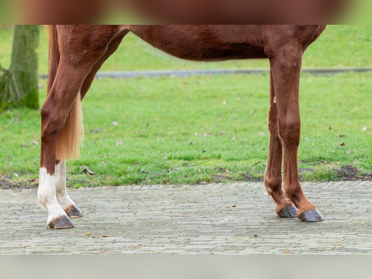 Zangersheider Stute 2 Jahre 159 cm  in GROTE-BROGEL