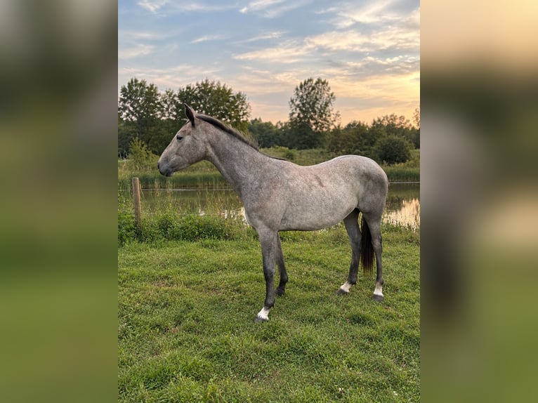 Zangersheider Stute 2 Jahre 160 cm Schimmel in Maldegem