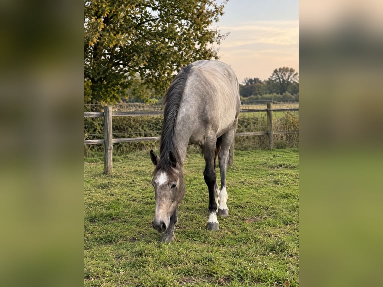 Zangersheider Stute 2 Jahre 160 cm Schimmel in Maldegem