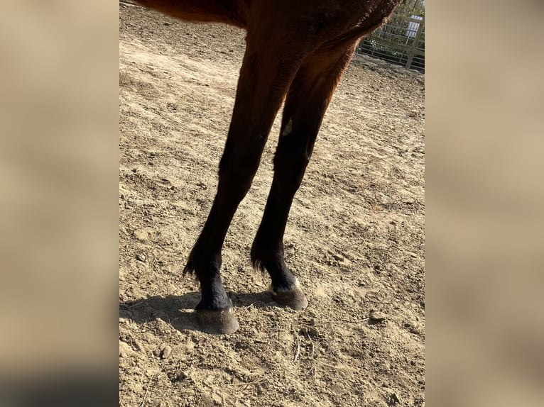 Zangersheider Stute 2 Jahre 165 cm Brauner in Herenthout