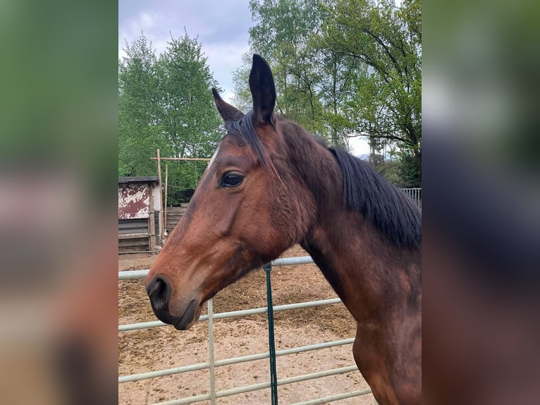 Zangersheider Stute 2 Jahre 165 cm Brauner in Herenthout