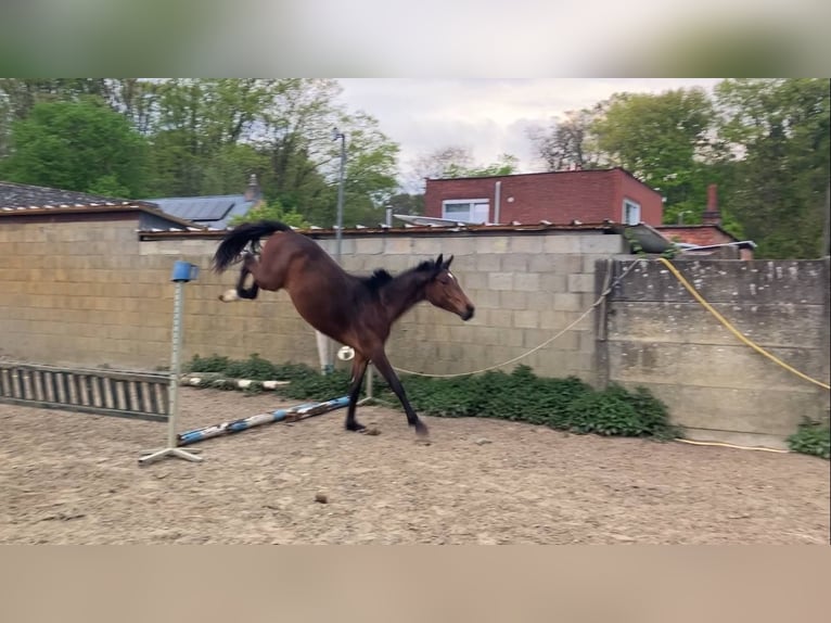 Zangersheider Stute 2 Jahre 165 cm Brauner in Herenthout