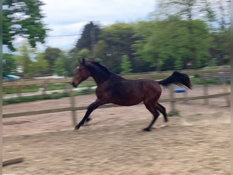 Zangersheider Stute 2 Jahre 165 cm Brauner in Herenthout