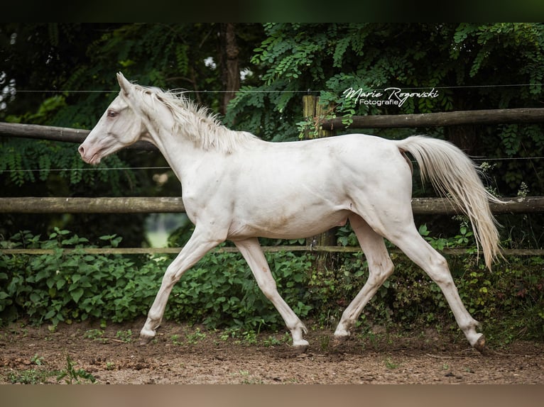 Zangersheider Stute 2 Jahre 165 cm Cremello in Beaumont pied-de-boeuf