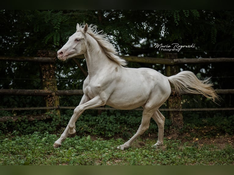 Zangersheider Stute 2 Jahre 165 cm Cremello in Beaumont pied-de-boeuf