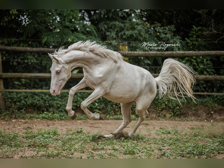 Zangersheider Stute 2 Jahre 165 cm Cremello in Beaumont pied-de-boeuf